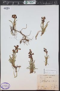 Penstemon hallii image