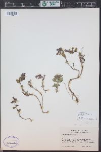 Penstemon harbourii image