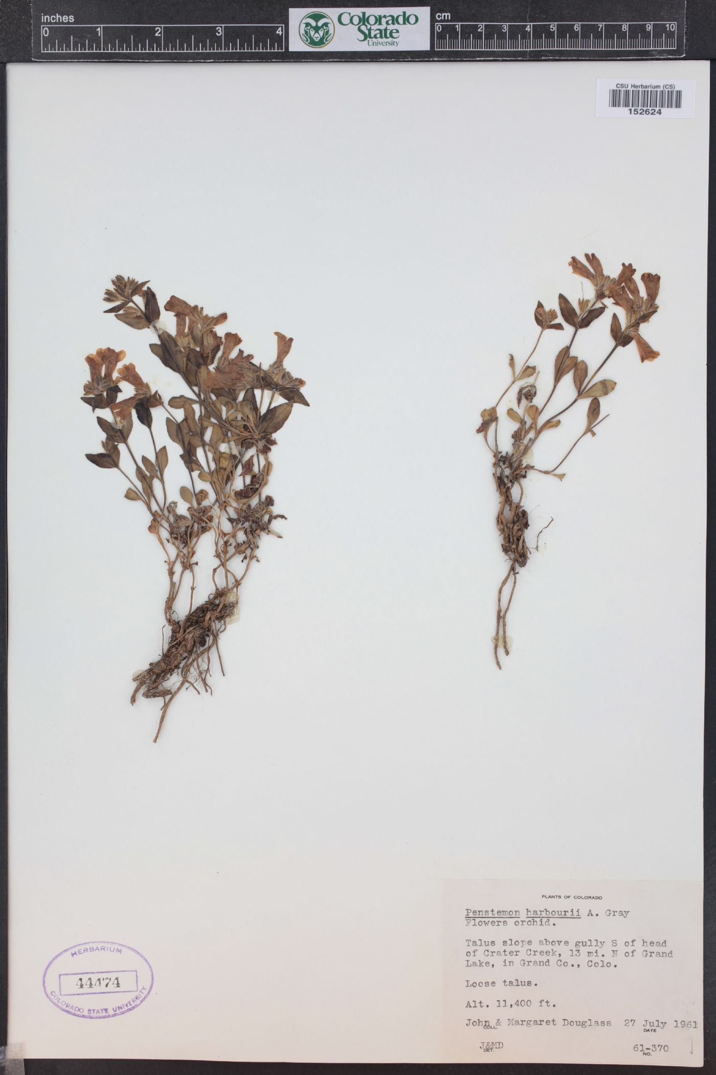 Penstemon harbourii image