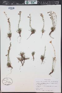 Penstemon laricifolius var. exilifolius image