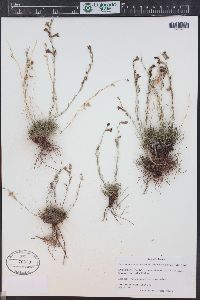 Penstemon laricifolius var. exilifolius image