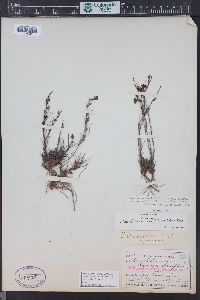 Penstemon laricifolius var. exilifolius image