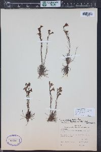 Penstemon laricifolius image