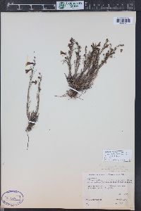 Penstemon laricifolius image