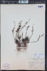 Penstemon laricifolius var. exilifolius image