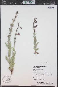 Penstemon lentus image