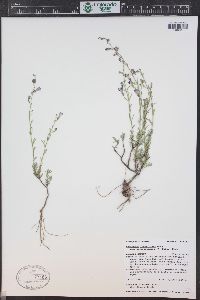 Penstemon linarioides subsp. coloradoensis image