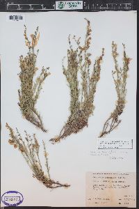 Penstemon linarioides subsp. coloradoensis image