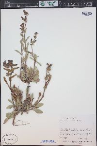 Penstemon moffatii image