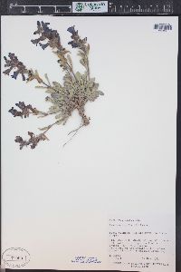 Penstemon moffatii image