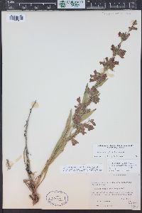 Penstemon ophianthus image