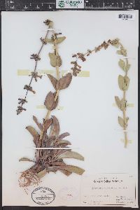 Penstemon osterhoutii image