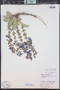 Penstemon pachyphyllus image