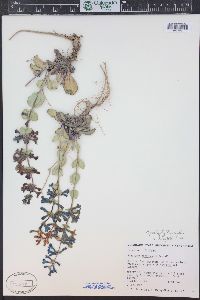 Penstemon pachyphyllus image