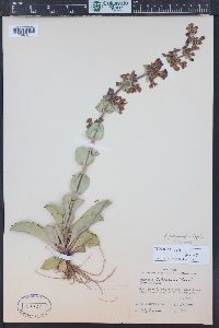 Penstemon pachyphyllus image