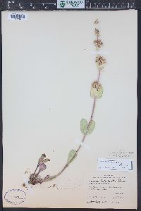 Penstemon pachyphyllus image