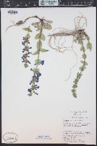 Penstemon pachyphyllus image