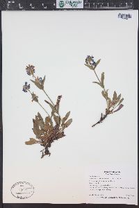 Penstemon procerus image