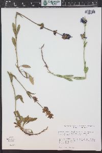 Penstemon procerus image