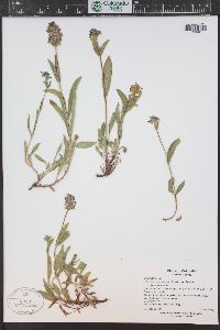 Penstemon procerus image