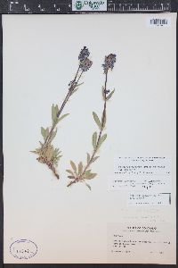 Penstemon procerus image