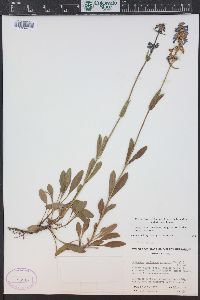 Penstemon procerus image