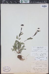 Penstemon procerus image
