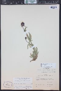 Penstemon procerus image