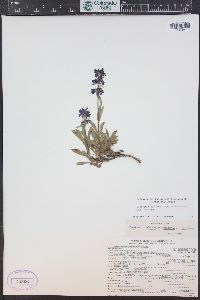 Penstemon procerus image