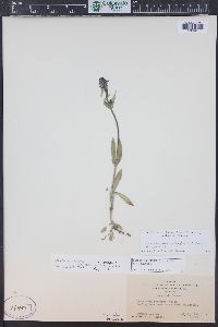 Penstemon procerus image