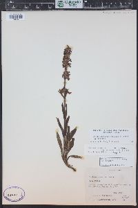 Penstemon procerus image