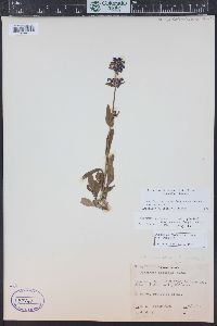 Penstemon procerus image