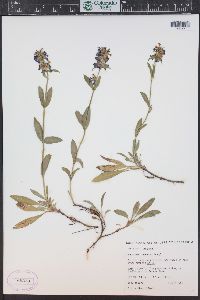 Penstemon procerus image