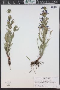 Penstemon radicosus image