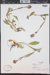 Penstemon rydbergii image