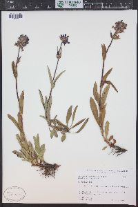 Penstemon rydbergii image