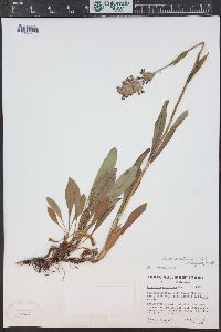 Penstemon rydbergii image