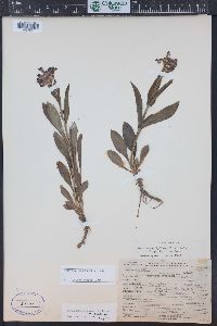 Penstemon rydbergii image