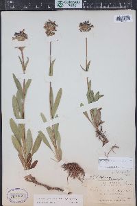 Penstemon rydbergii image