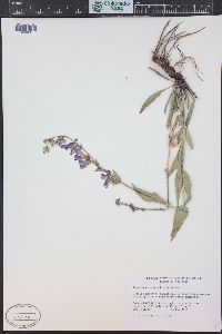 Penstemon secundiflorus image