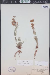 Penstemon secundiflorus image