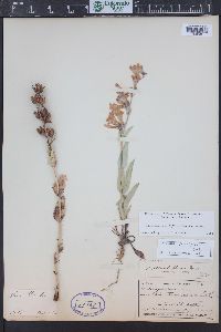 Penstemon secundiflorus image