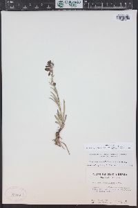 Penstemon secundiflorus image