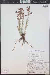 Penstemon secundiflorus image