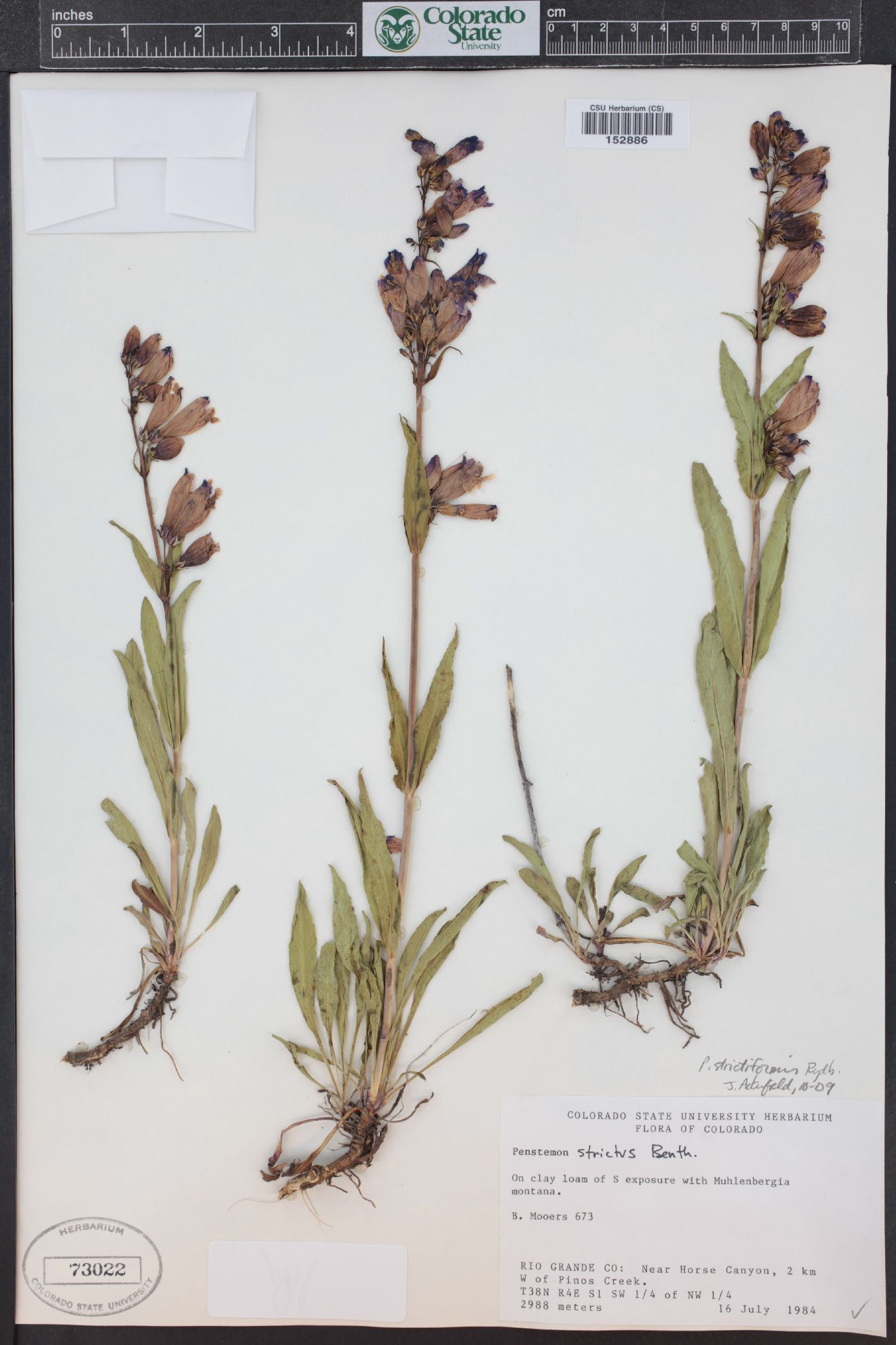Penstemon strictiformis image