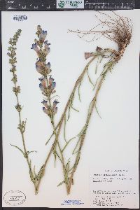 Penstemon strictus image