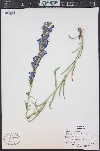 Penstemon strictus image