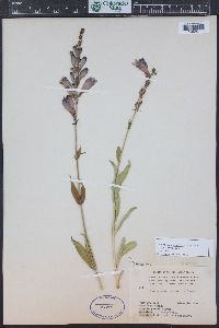 Penstemon strictus image