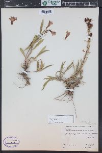 Penstemon strictus image