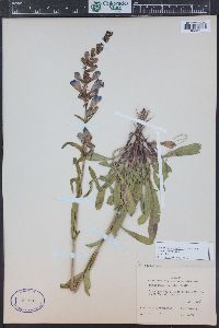 Penstemon strictus image